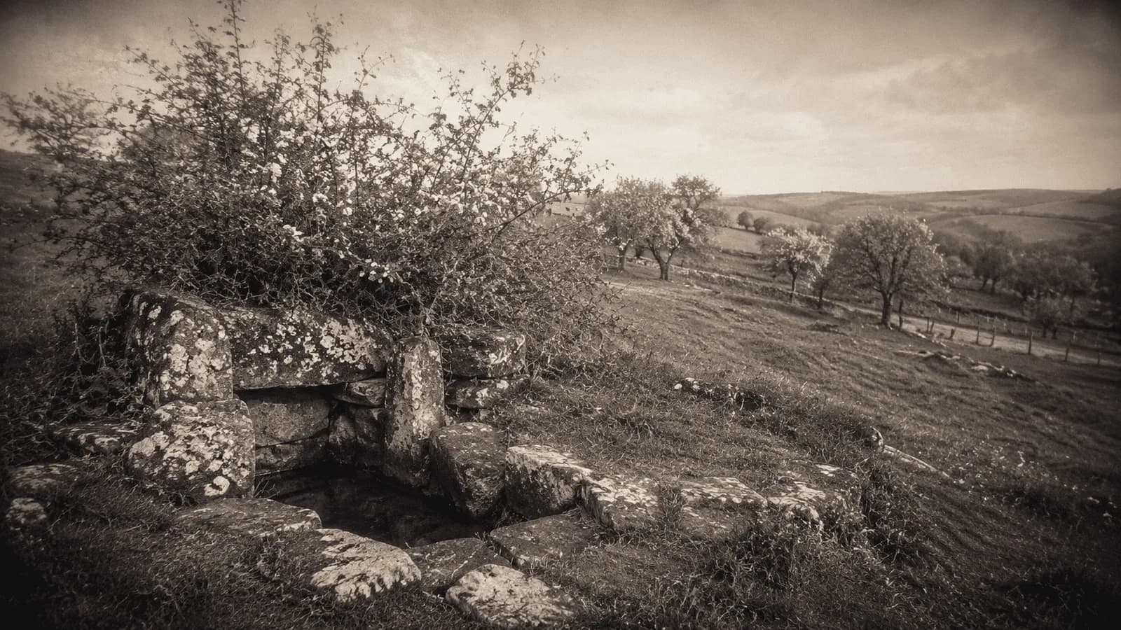 A sepia-toned landscape features a low stone wall covered in lichen and a thorny, flowering bush in the foreground, with rolling hills and distant trees under an overcast sky.